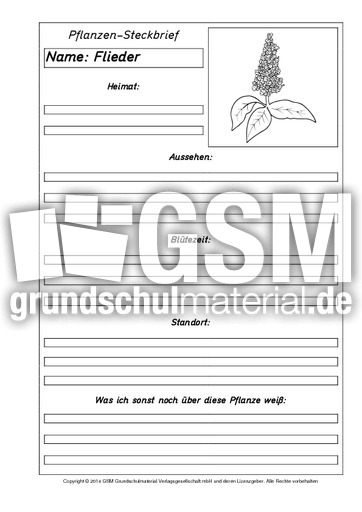 Pflanzensteckbriefvorlage-Flieder-SW.pdf